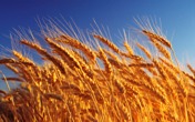 Зерновые - наши корма, наша забота